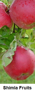 Shimla Fruits